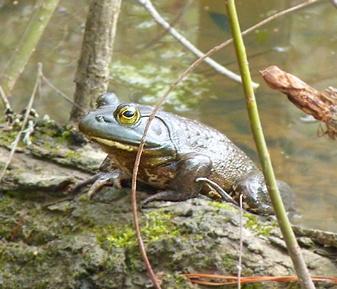 Not yet singing, this bullfrog rests on a log about two meters from shore (3/11/15).