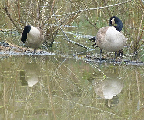 The pair take time to preen.