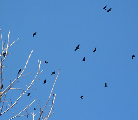 The flocks that arrive mid-Marchare always a pleasure to see and hear.