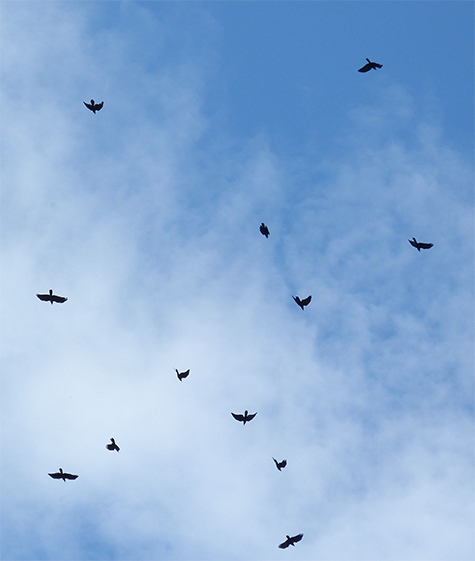 Fish crow overhead, and making much noise (3/17/15).