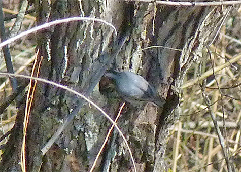 A brown-headed nuthatch enters a nest hole in a willow in the Wetlands (3/16/15).
