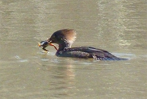 This merganser has captured a pickerel frog that made the wrong move at the wrong time.