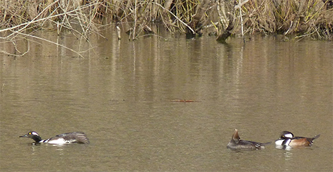 Last week (3/4) there were two males and a female in the Wetlands.