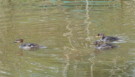 Three mergansers are still plying the waters of our wetlands (3/26/15).