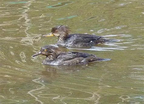 The bird in foreground is a young male. Note the light eye and dark bill.