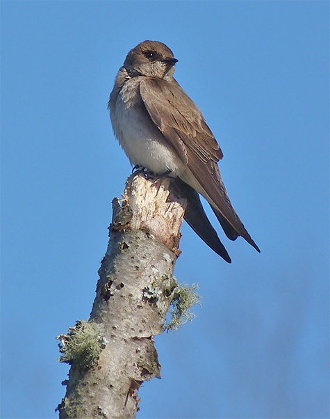 Northern rough-winged swallow (3/26/14).