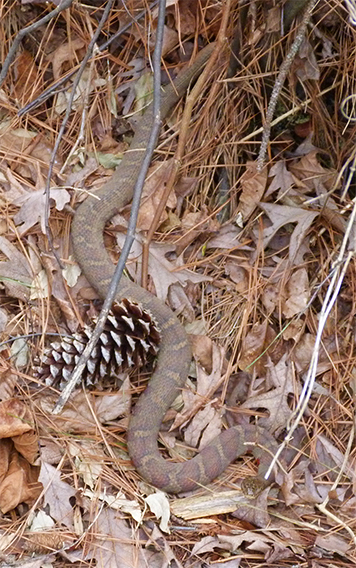 My first water snake of the season (3/17/15).