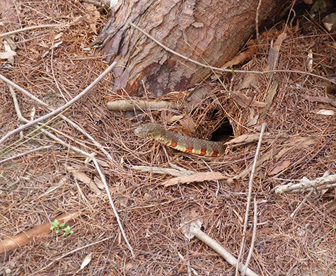A northern water snake peeking out from under a dawn redwood in the Wetlands.
