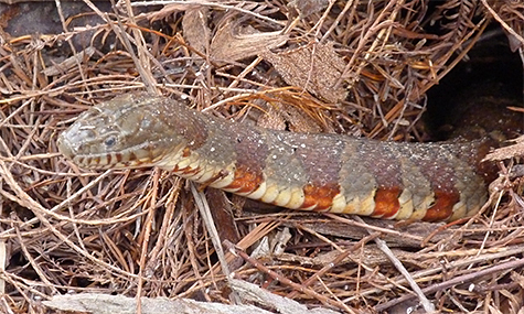 A closer look at the snake. Note the clouded eye, a molt is probably in order.