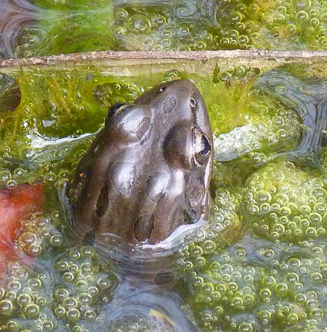 The first pickerel frog I spotted this season (3/11/15).