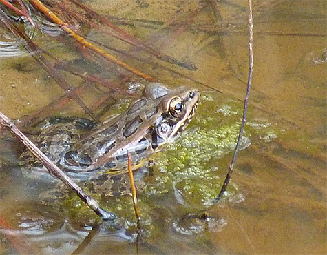 And equally nearby was this pickerel frog (3/11/15).