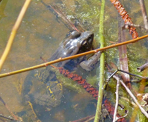 Keeping still and quiet can keep you from being eaten, if you're a frog.