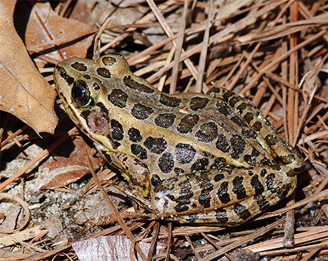 This pickerel frog is on its way to water to breed.