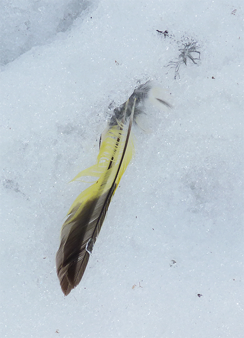 Two tail feathers.