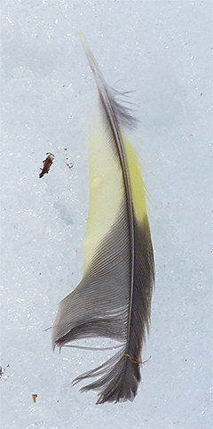 A tail feather on the snow.