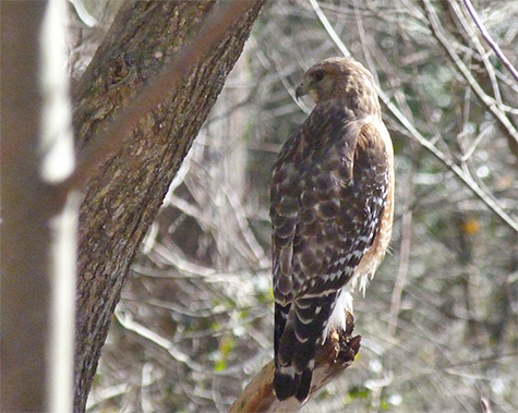 This red-shouldered hawk was in the willows on the north side of the Wetlands.