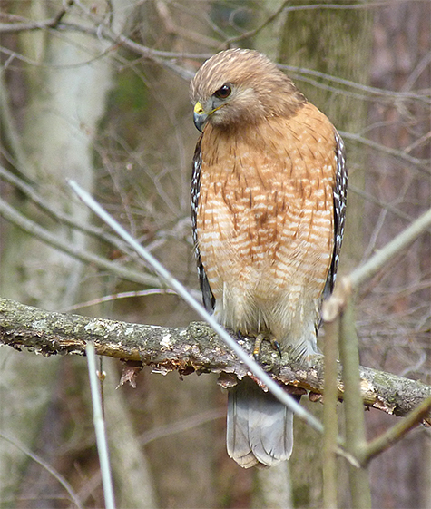 Here; a red-shoulder watch from a perch above the swamp leading into Catch the Wind from Explore the Wild.
