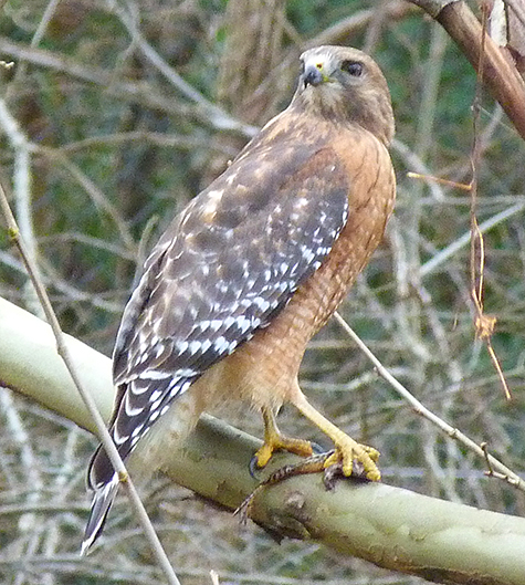 A pickerel frog in the talons of a red-shouldered hawk.