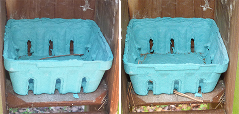 The Cow Pasture nest last week (left) and this week (4/7/15).