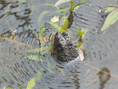 The water vibrates with the toads vibrato.