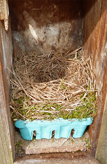 Amphimeadow nest is, without a doubt, now bluebird (4/7/15).