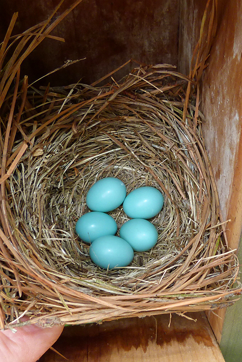 Five new eggs where once there were none (Amphimeadow - 4/14/15).