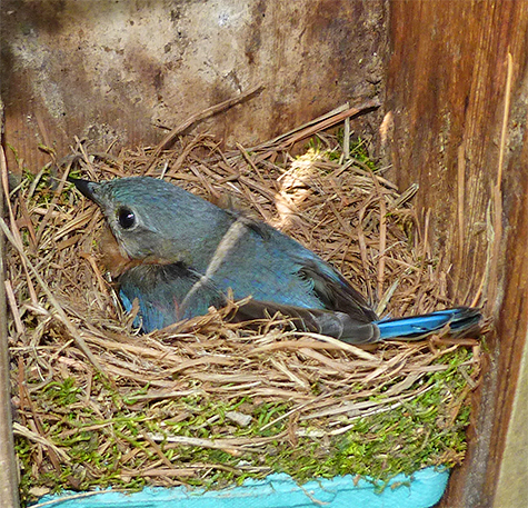 Glad to see this bluebird incubating at the Amphimeadow (4/21/15).