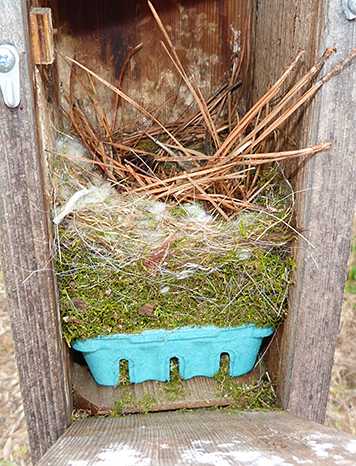 What started as a chickadee nest is now bluebird territory at the Butterfly House (4/7/15).