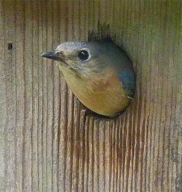 Watching me with care as I approached the nest box at the Butterfly House (4/14/15).