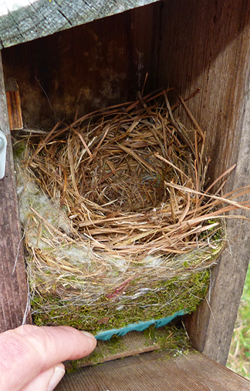 No eggs yet, but this nest looks ready to go (4/14/15).