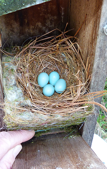 Four new bluebird eggs for the Butterfly House nest (4/21/15).