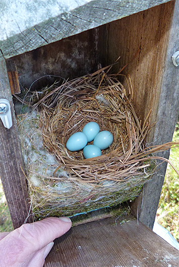 Four eggs are being incubated at the Butterfly House nest (4/28/15).