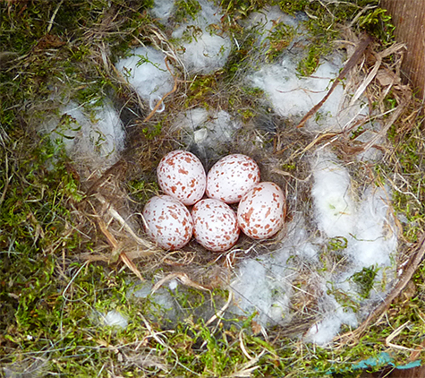Five chickadee eggs in the Sailboat Pond nest (4/7/15).