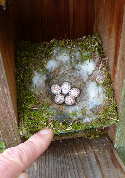 There are five chickadee eggs in the Sailboat Pond nest (4.14.15).