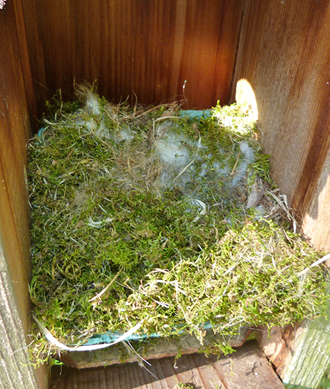 A chickadee nest. no more (4/21/15).