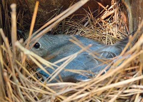 The female sat tight as I invaded her privacy (4/21/15).