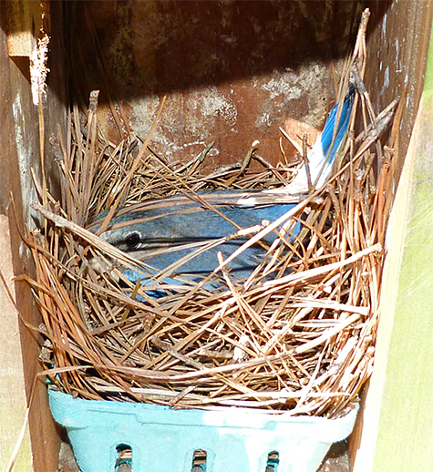 If all goes well, I expect to see nestlings in the Cow Pasture nest box next week (4/28/14).