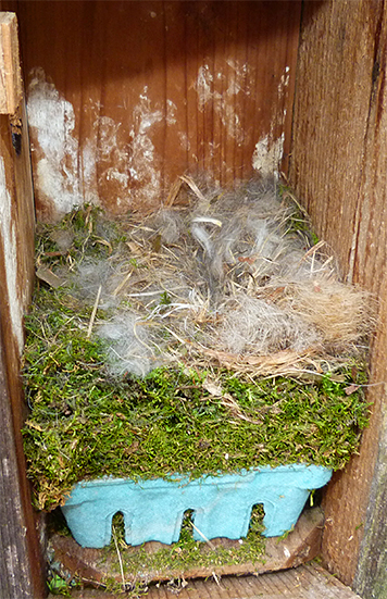 A nice cozy nest, but no eggs in the Bungee nest box (4/7/15).