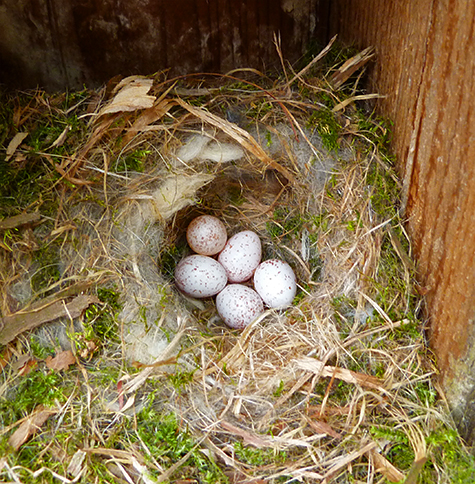 The Bungee nest has 5 chickadee eggs (4.14.15).