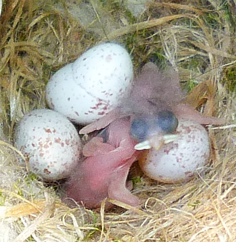 How'd you like this staring up at you from the crib? Only a mother...(4/21/15)
