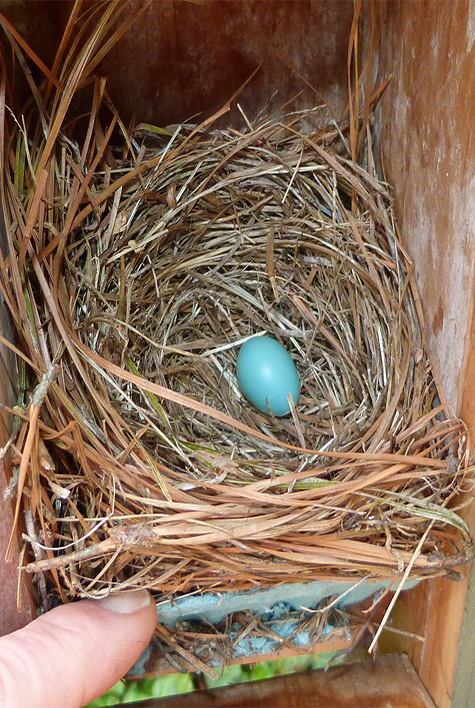 The Picnic Dome nest has a bluebird egg (4/7/15).