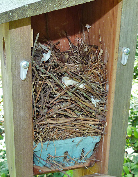 A full fledged house wren nest where once was a bluebird brood (Picnic Dome - 4/28/15).