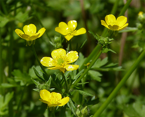 Buttercups in bloom throughout Catch the Wind and Explore the Wild (4/22/15).