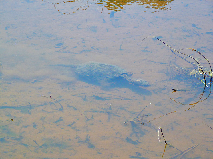 A common snapping turtle looking for what may be its first meal of the year (4/1/15).