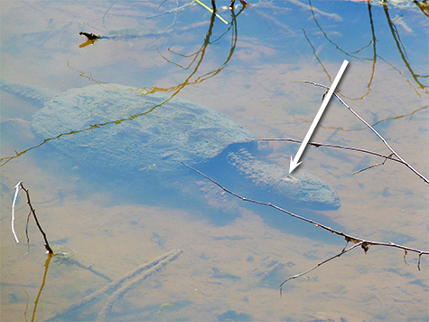 Note the lighter skin, or wound, on the head of this snapping turtle (4/1/15).