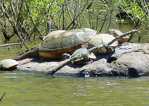 A large common snapping turtle shares a boulder with lesser yellow-bellied sliders.