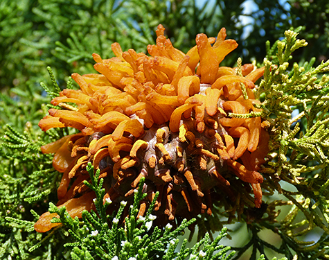 A cedar-apple rust gall with its orange tentacles (telia).