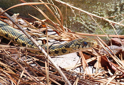 Thanks to students on a school field trip I was able to get this shot of a young garter snake (4/1/15).