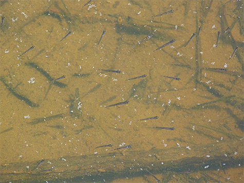 Golden shiner fry.