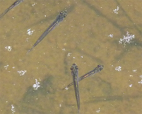 A closer look at the tiny fish.